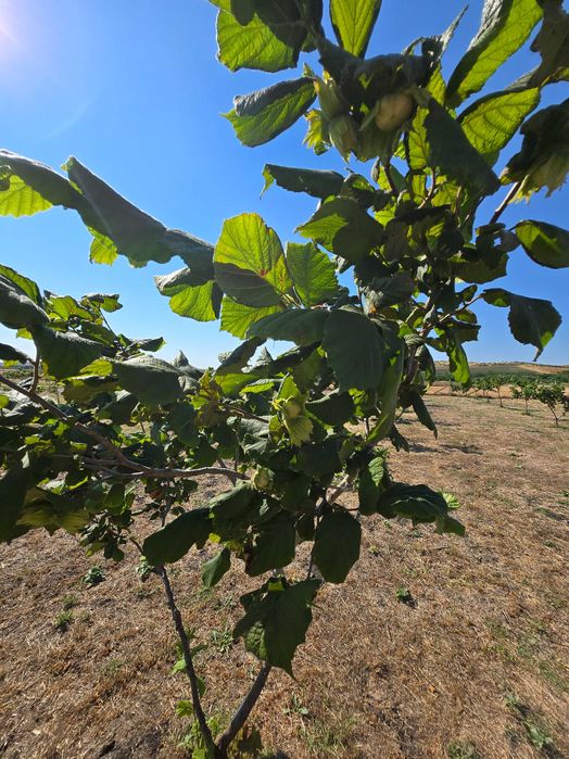 Лешникова градина под наем