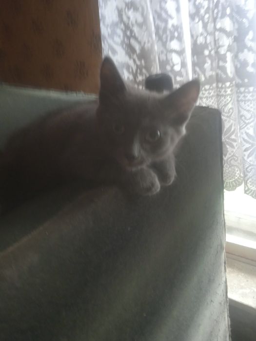Отдам котят в добрые руки
