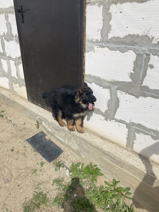 Немецкая овчарка