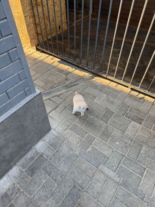 Щенки породы шарпей