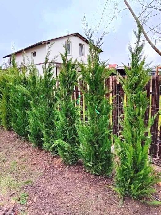 Plante Ornamentale de la 35 Lei + Transport Gratuit & Plantare Inclusă