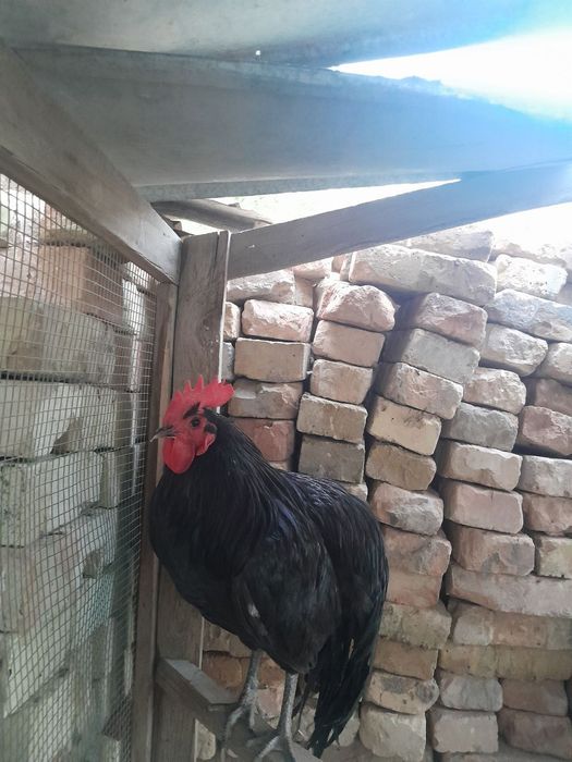 Men hozir onlayn bolmoqchiman