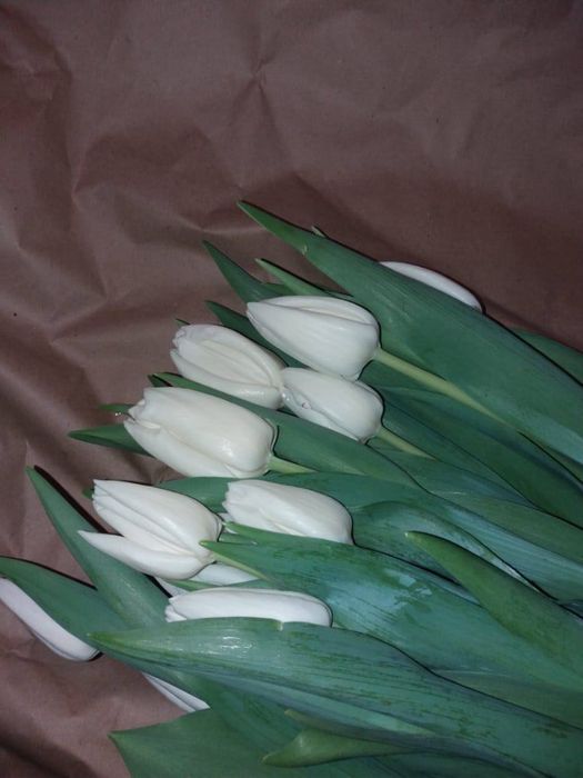 Голландские тюльпаны