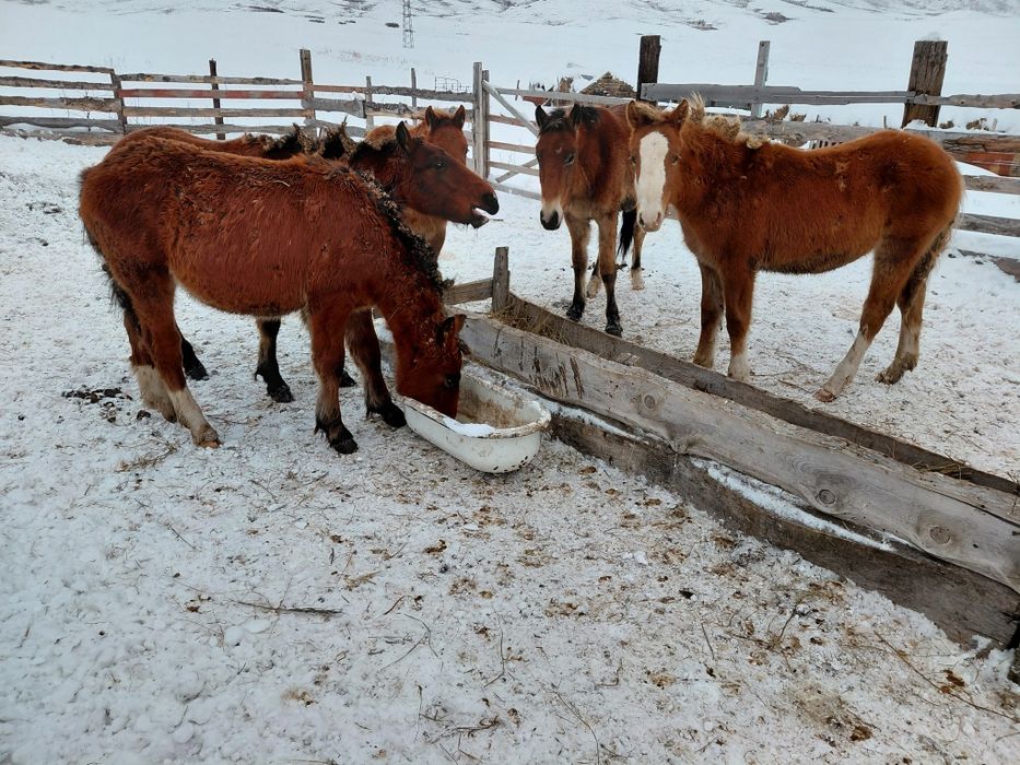 Продам жеребят,нынешних