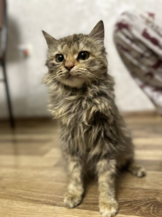 Котенок,мушук,бесплатно