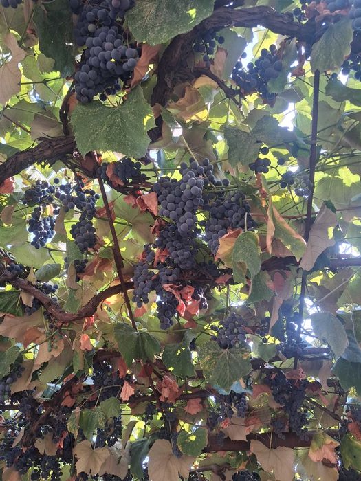 Vând struguri pentru vin