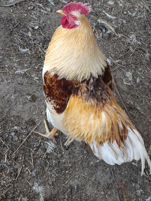 Петух Ломан Браун