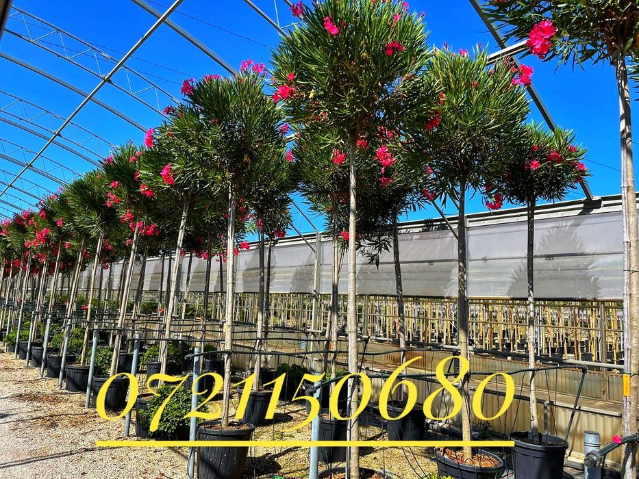 Maslini, leandrii ( oleandru ) buxus glob ( cimisir ) etc