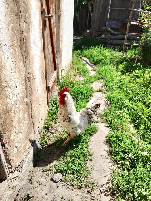 петух, барковский, қораз, әтеш
