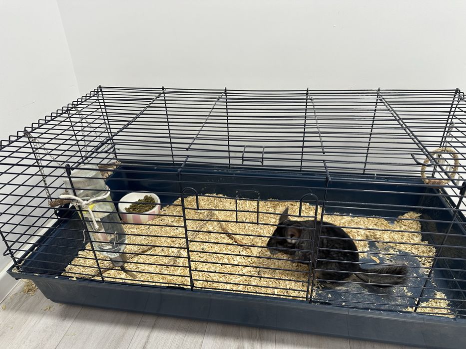 Vand Chinchilla + Cusca echipata