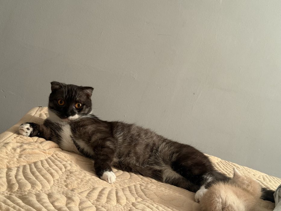 Отдам кота добрые руки