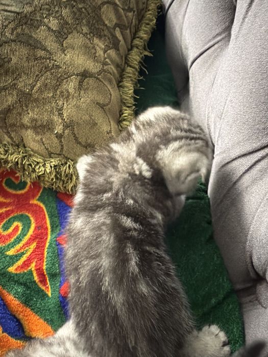 шотладский вислоухий котенок