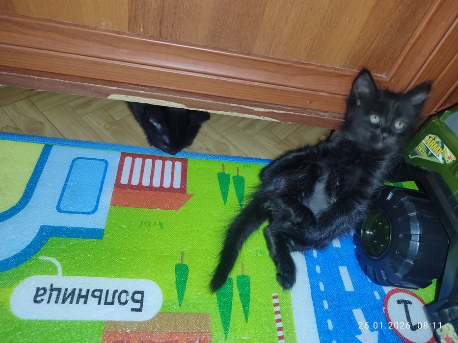 В добрые руки бесплатно