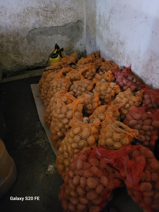 Vand cartofi de consum 8sămânță