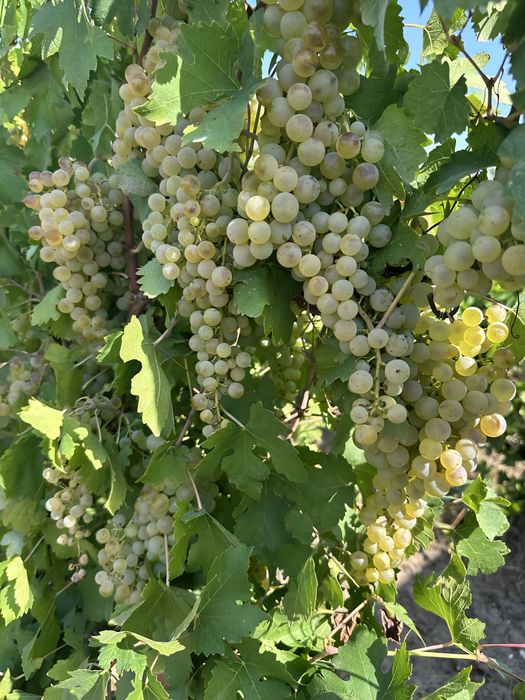 Struguri nohan alb De Vânzare