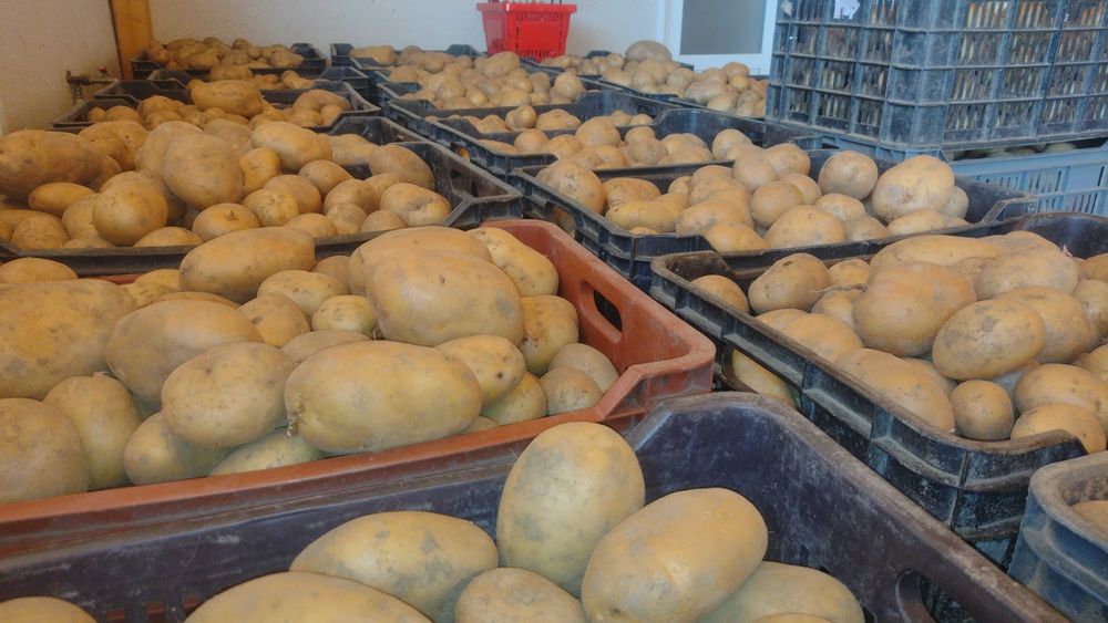 Cartofi albi direct din ferma