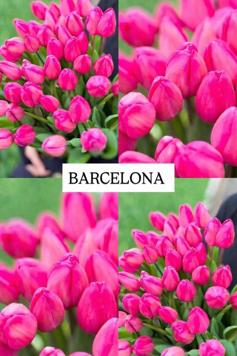 Свежие БОЛЬШИЕ тюльпаны на 8 марта