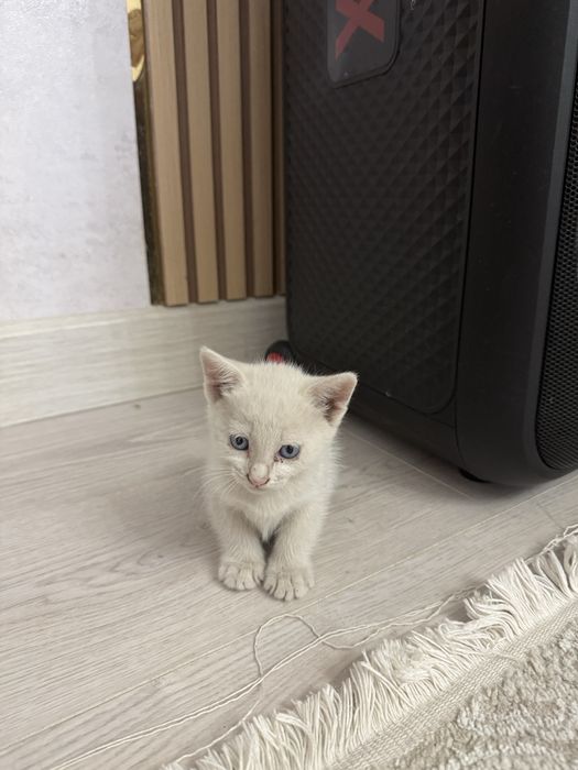 Котята в надёжные руки