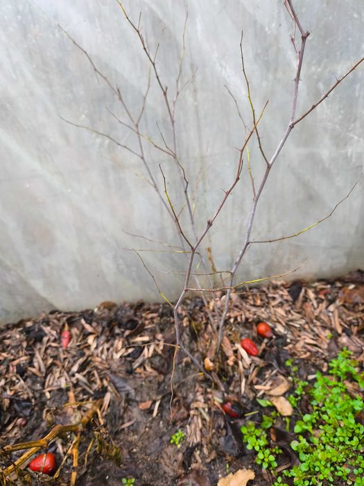 Хинап фиданки  различни височини