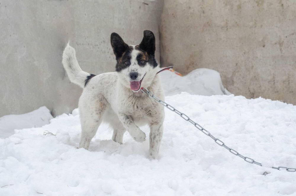 Собаки приюта в поиске дома