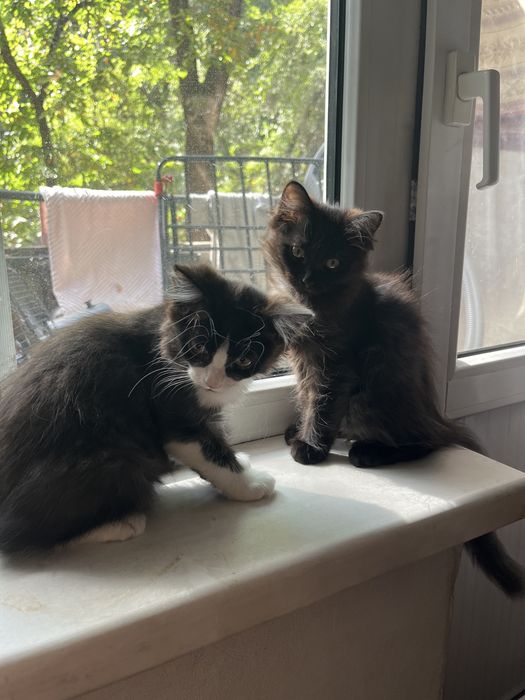 Котята мальчики!