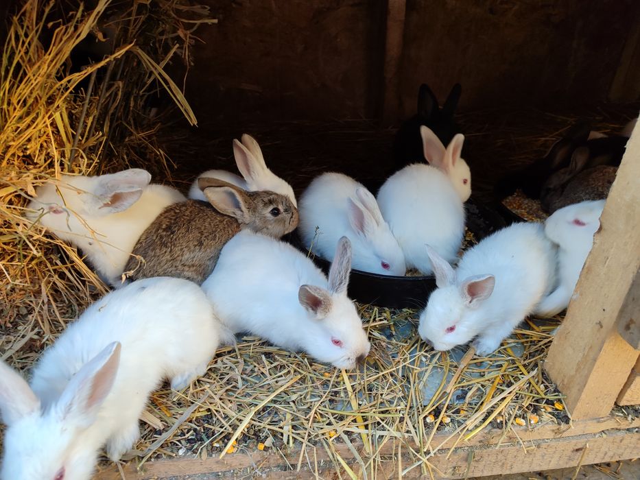 Iepurași de vânzare