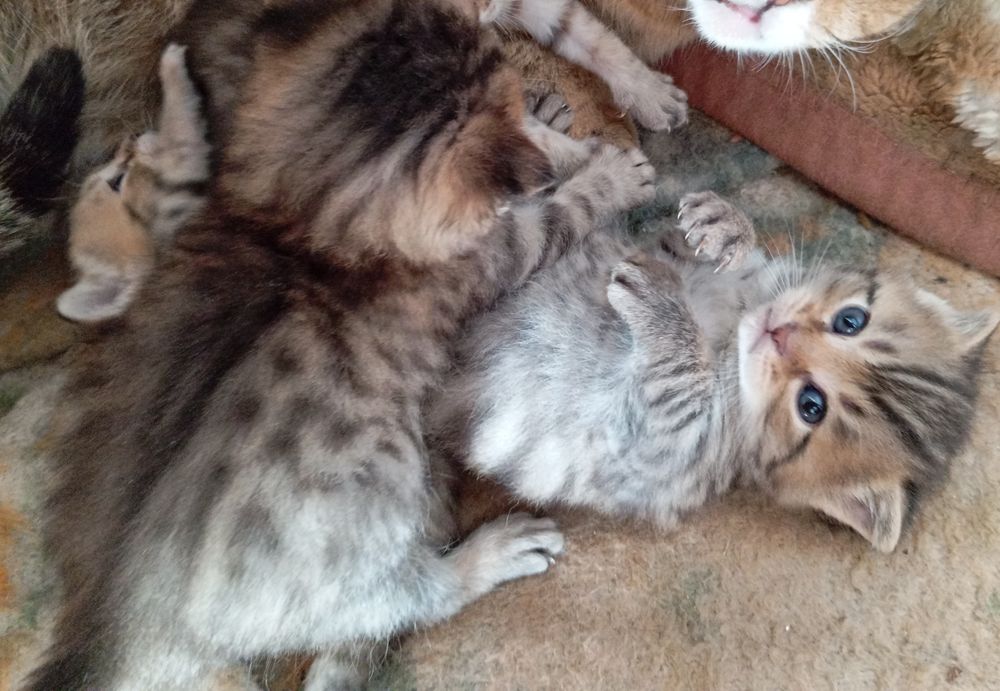 Котята породы Скоттиш фолд