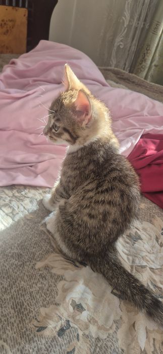 Кошка или кот нз