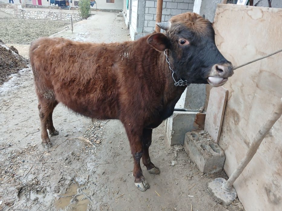 Букача сотилади бирёошар соглом