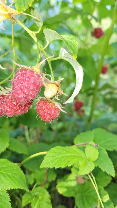 Саженцы смородины и малины