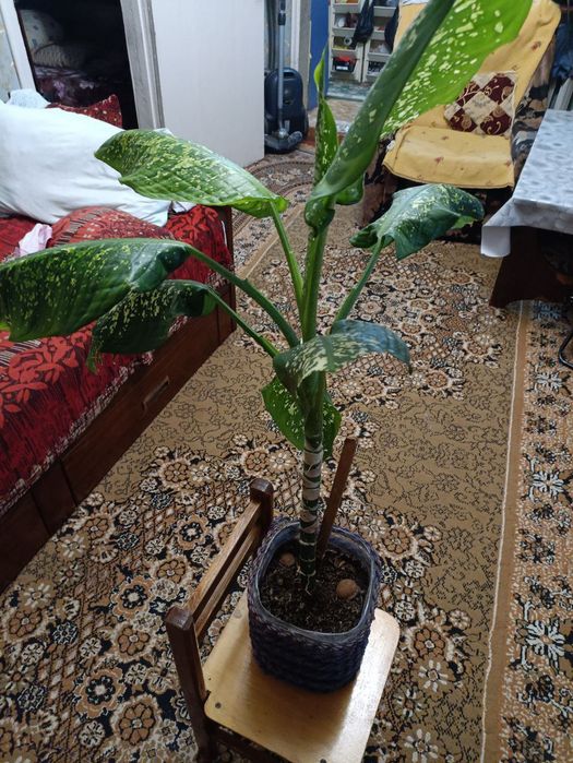 Цветы комнатные разные