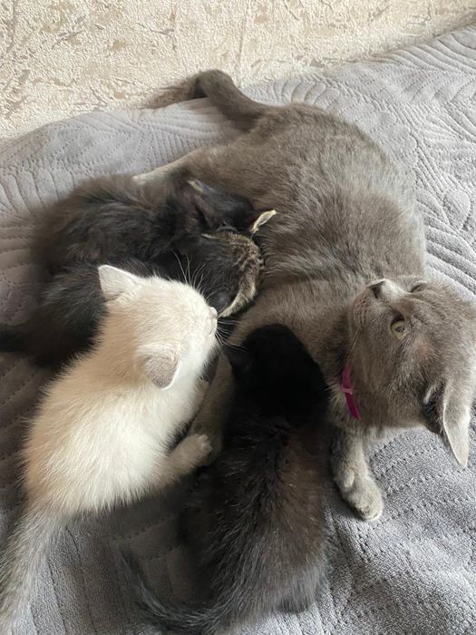 Отдам котят бесплатно