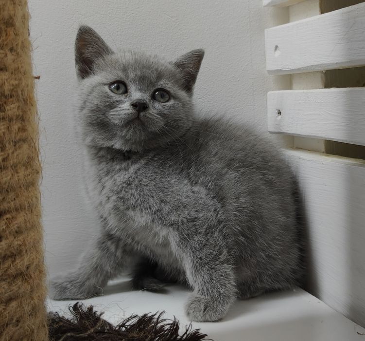 ОчаРоваШки шоТландскИе