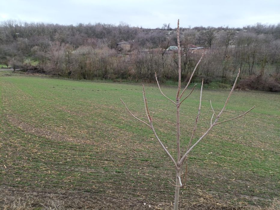 Продава се Къща в Силистра, Център - 3000 кв.м за 6 €/кв.м - Снимка #4