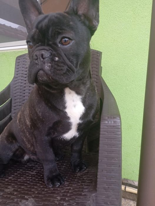 Bulldog francez negru tigrat
