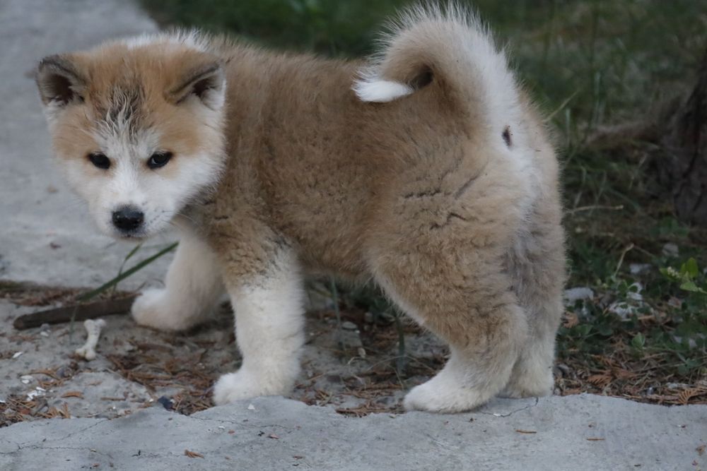 Pui de akita cauta o casuta noua