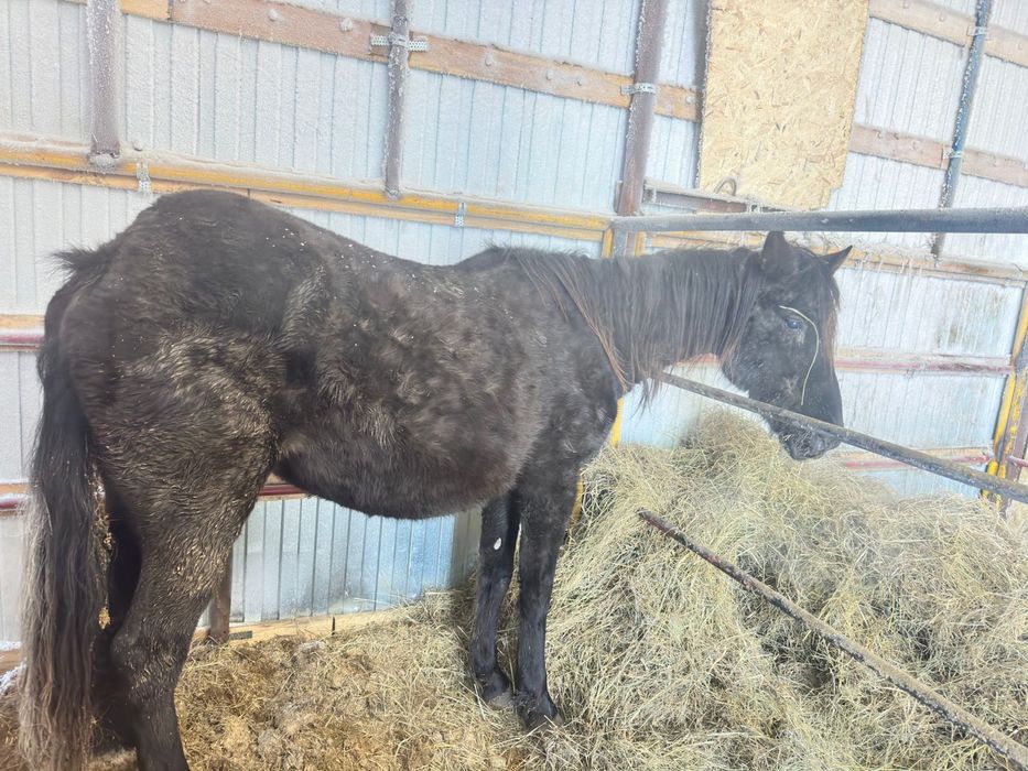 Кобыла жеребая 550.000