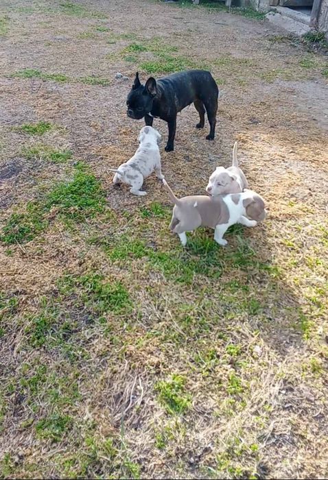 Американско були стандарт