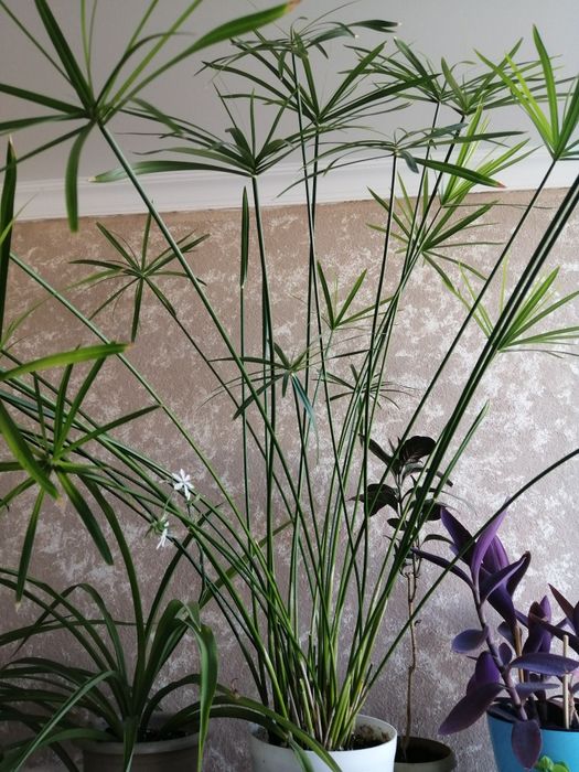 Циперус (болотная пальма )