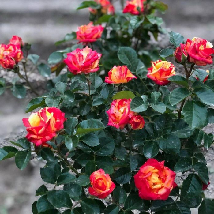 Атиргул хар хил ранлари бор