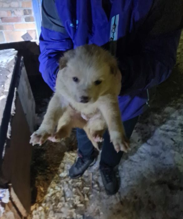 Отдам в хорошие руки