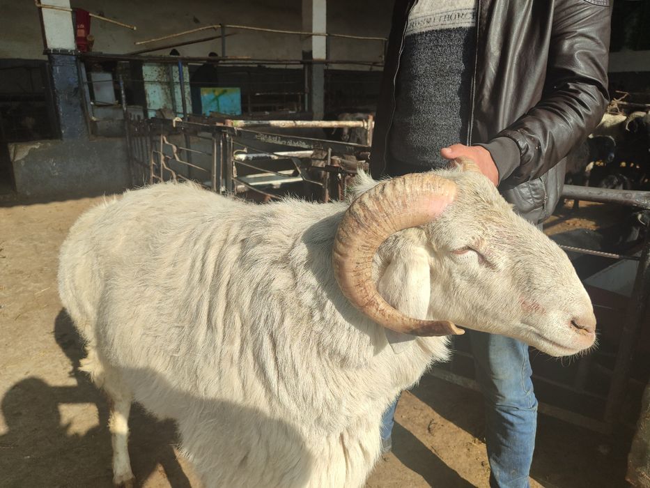 Qassob servis мясной услуги