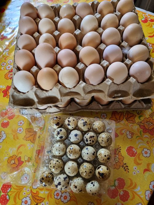 Продам инкубационные яйца