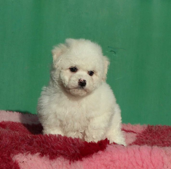 Bichon Frise deosebi cu pedigree FCI