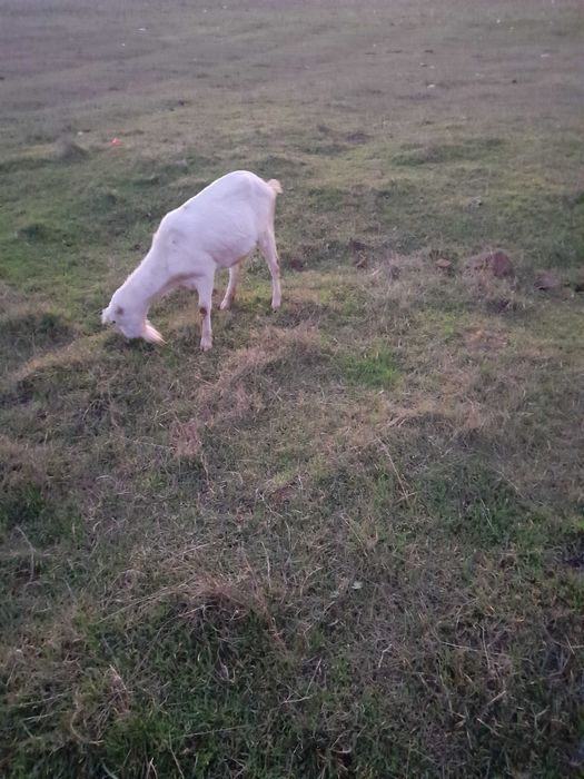 Capre de rasă,bune de lapte.