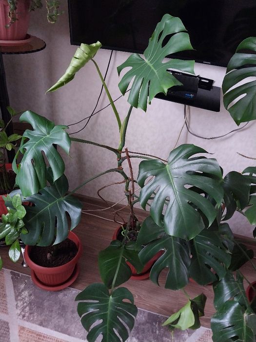 Монстера продаётся