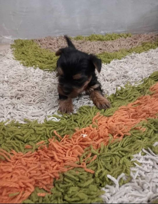 Мини йоркширски териер