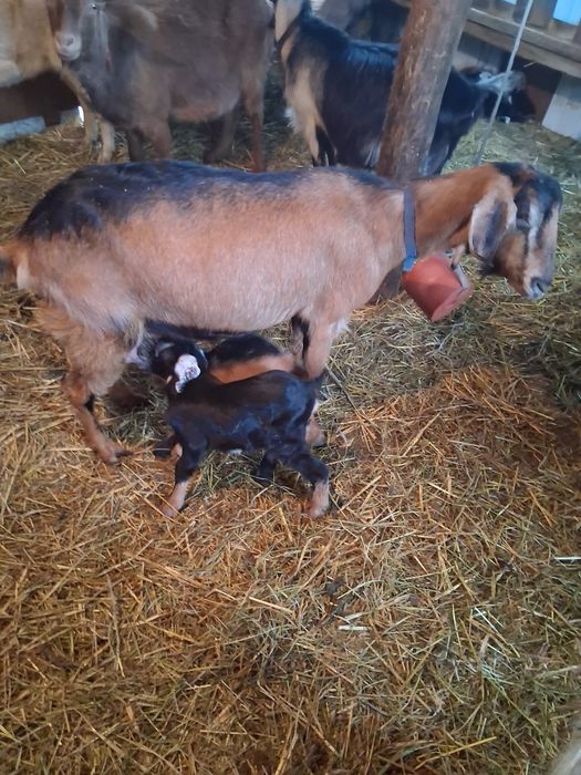 Disponibil tap 1 .5 ciut genetic !