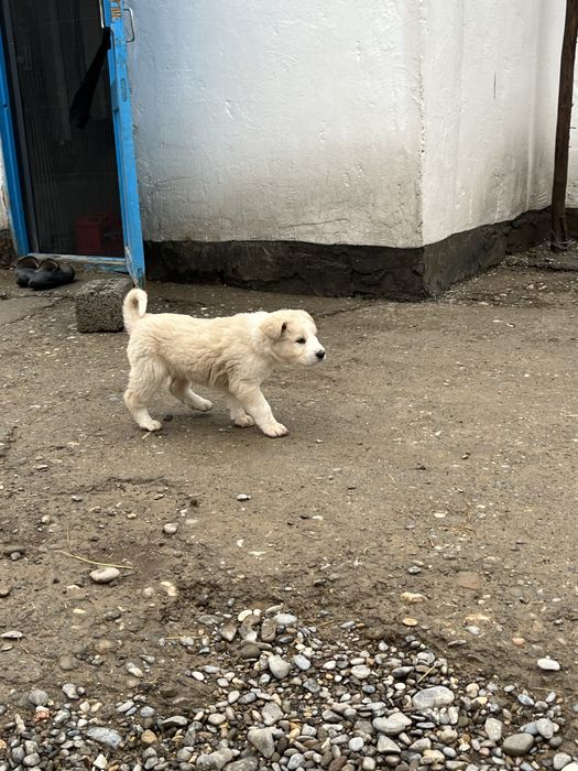 Алабай щенки күшіктер