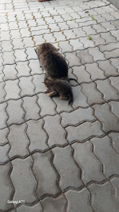 Pisici Gratis!Cadou.